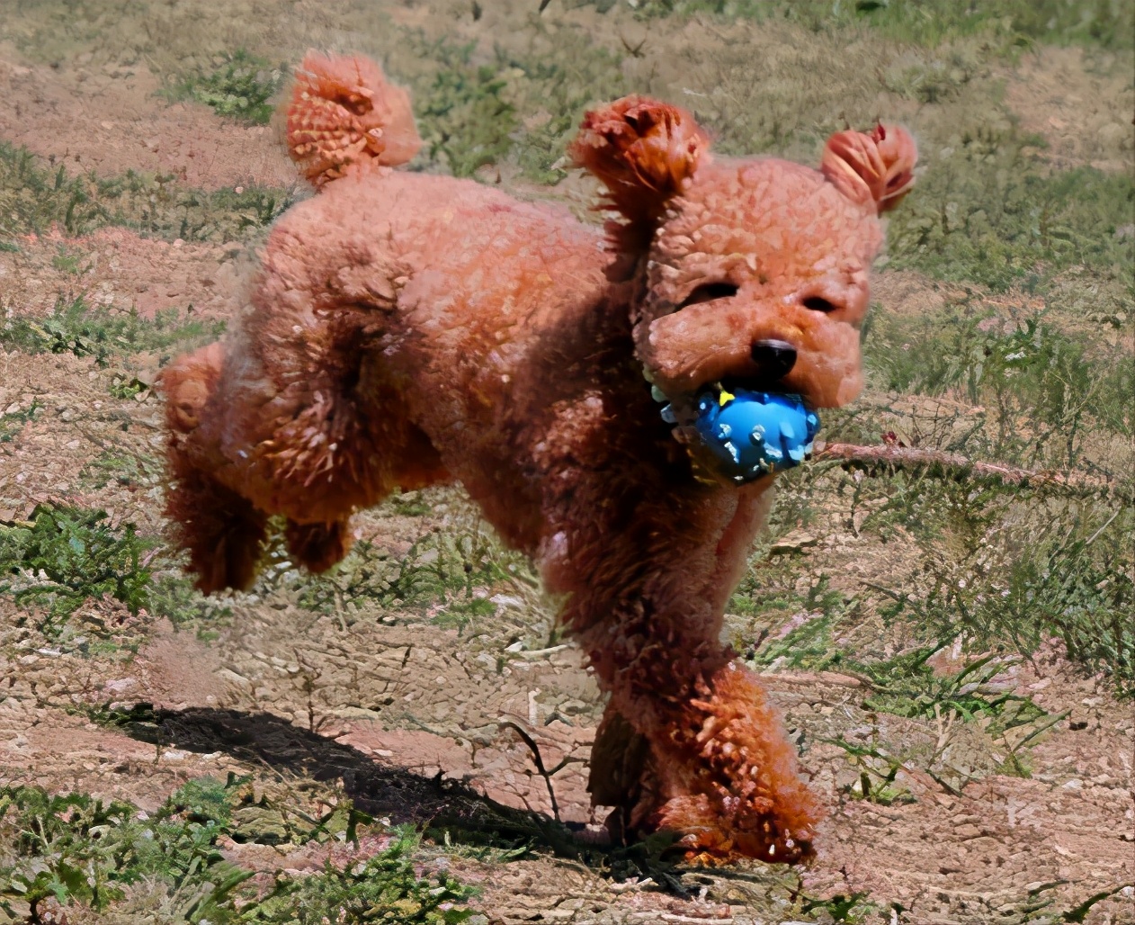 泰迪便秘怎么办,泰迪便秘可以吃香蕉吗