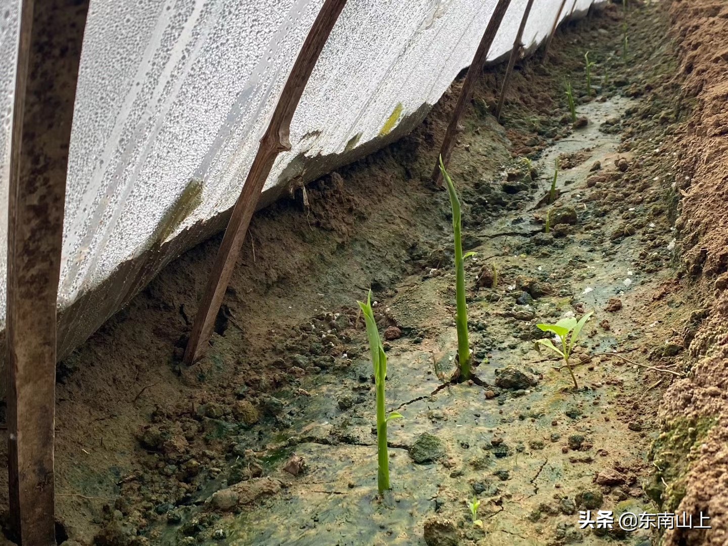 怎样防止生姜底肥烧苗,小拱棚生姜怎么放风
