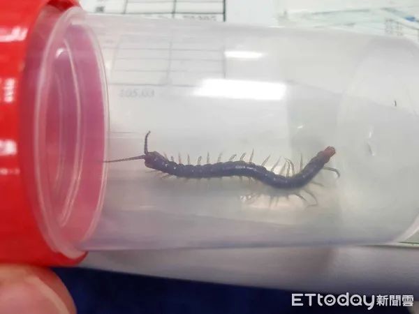 当蜈蚣遇到南方蟑螂会怎样,南方的大蟑螂有多可怕