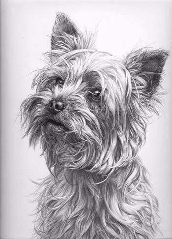 绱犳弿鍏ラ棬鍔ㄧ墿,绱犳弿鍔ㄧ墿瑙ｆ瀽