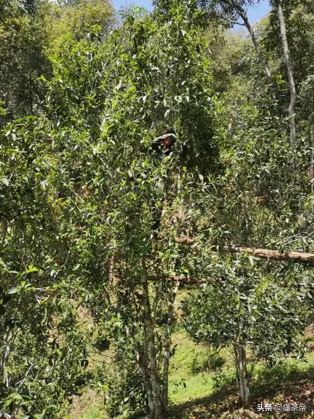 云南古树茶有名的有哪几种,云南十大古树茶是哪些
