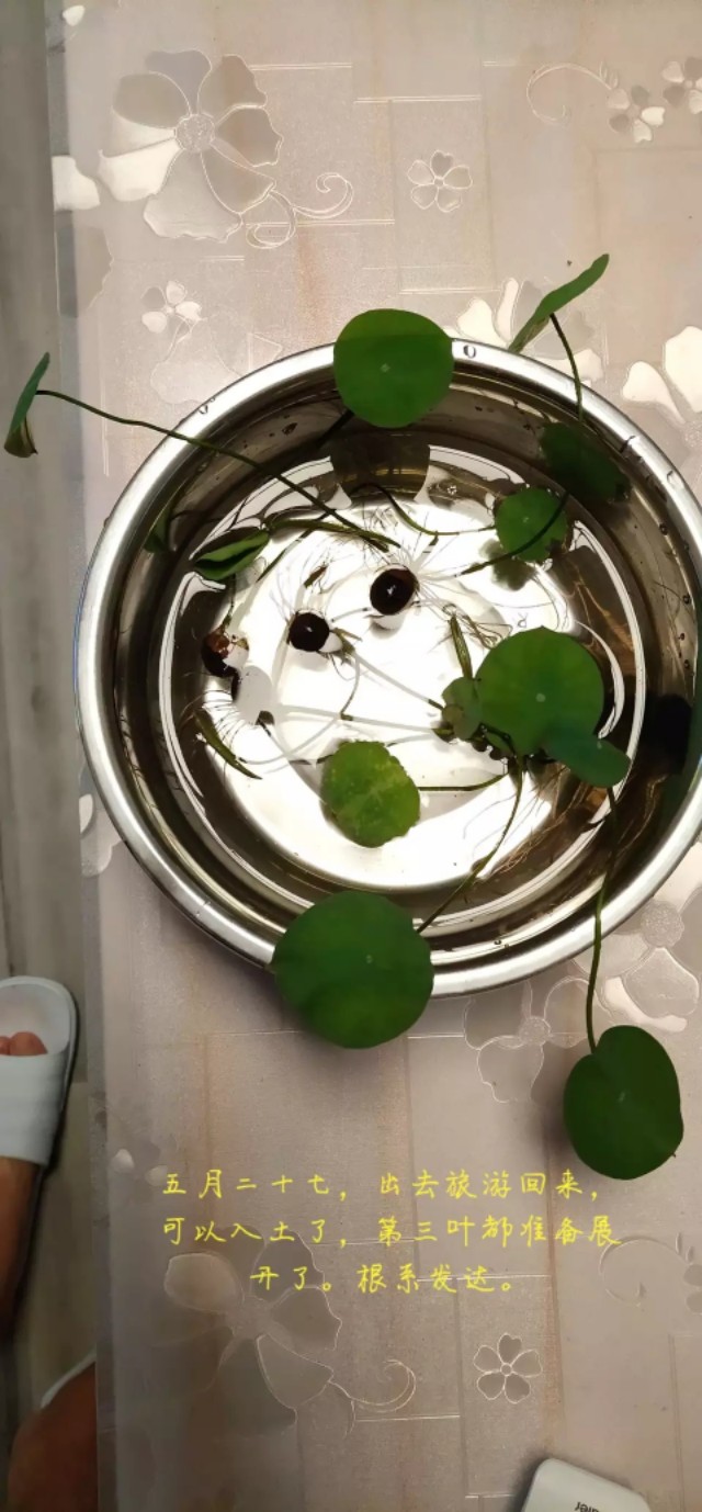 用种子栽培碗莲成长日记,碗莲与鱼在缸中栽培方法