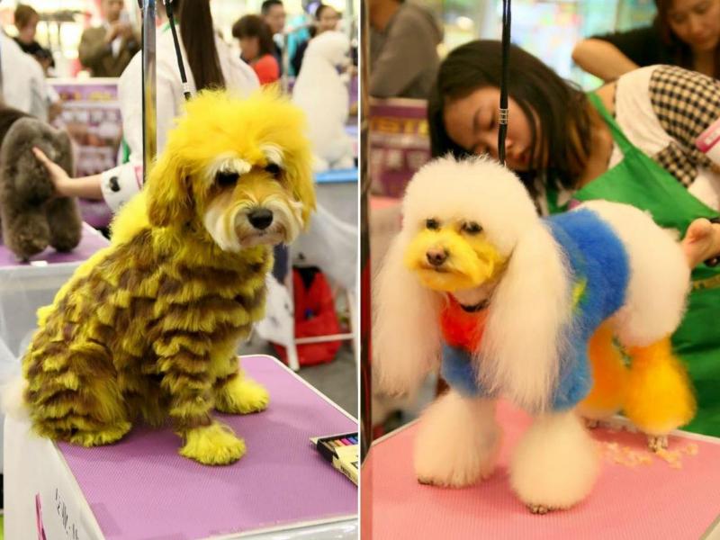 大街小巷随处可见的“染色狗”，殊不知染色，断送的是狗命！