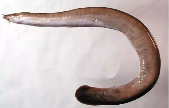 路亚鱼种类大全,长江鱼种类大全图片