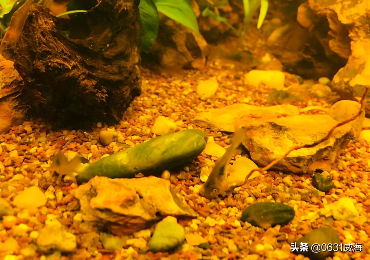 养鼠鱼怎么养水草,养鼠鱼需要注意什么事项