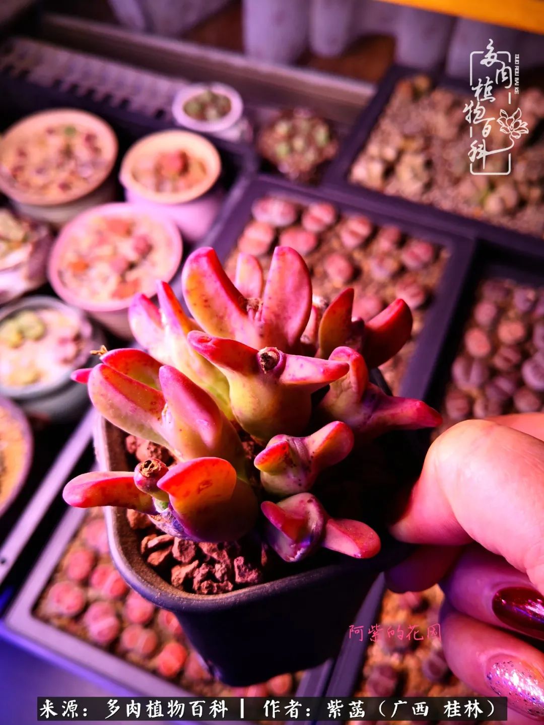 如何在夏天买的多肉度夏,多肉度夏好帮手