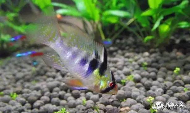 有什么能增加鱼缸里的菌群,鱼缸里面的菌群怎么培养