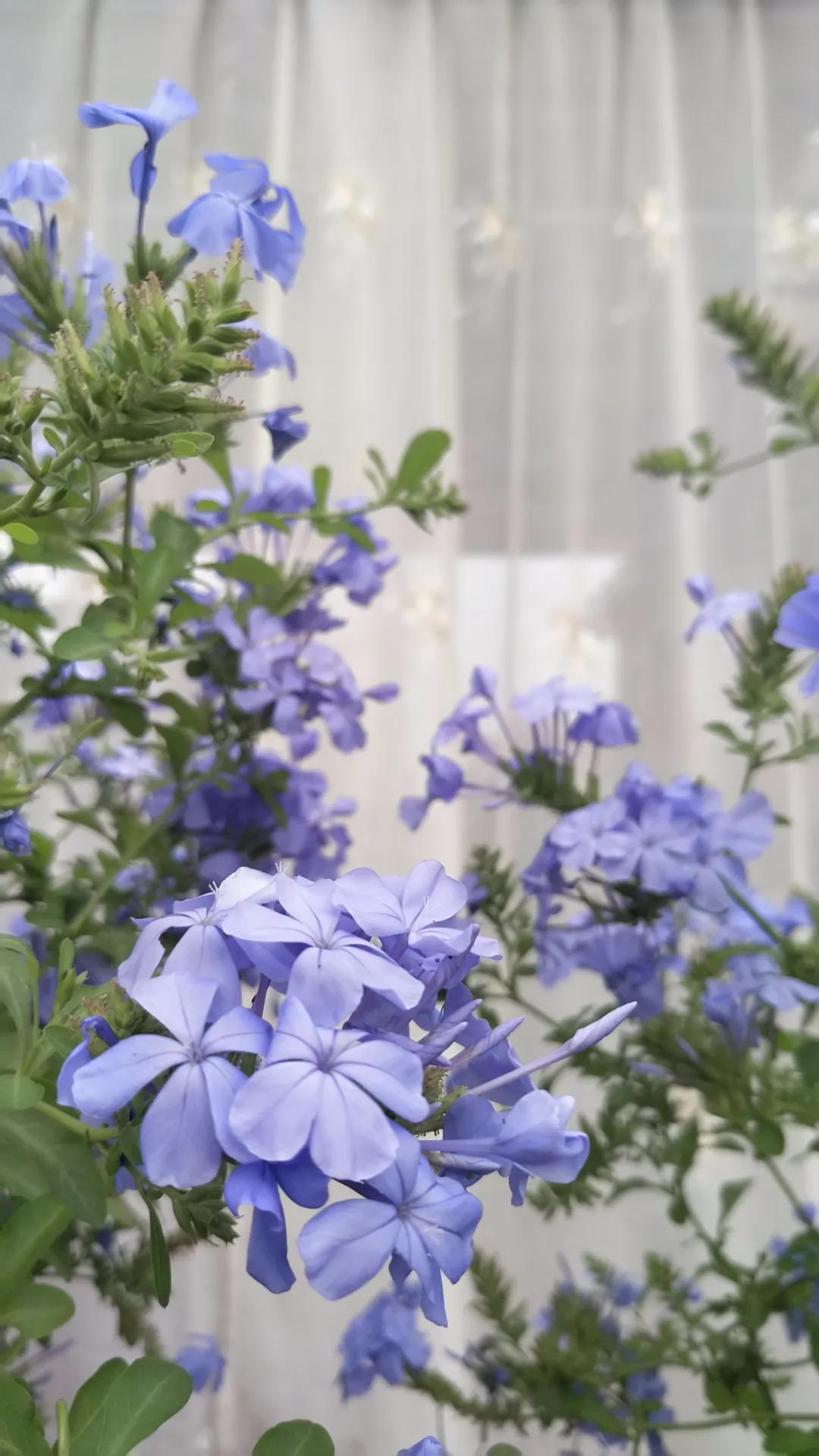 “雪”花那个PiaoPiao，这个世界真好