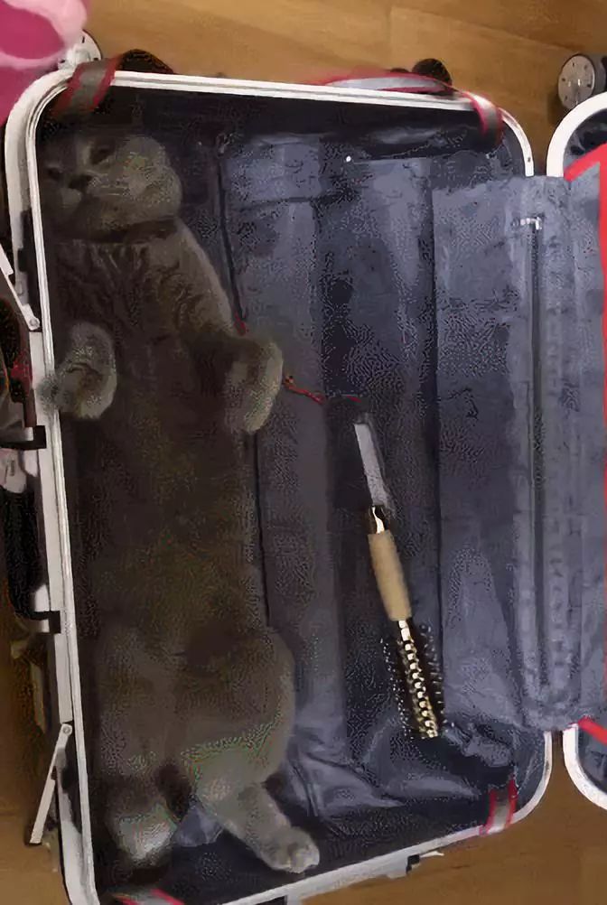 安检行李箱有只猫,网友在机场安检发现行李箱里的猫