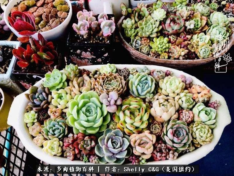 美国纽约有多少华裔人,美国纽约有多少个华人