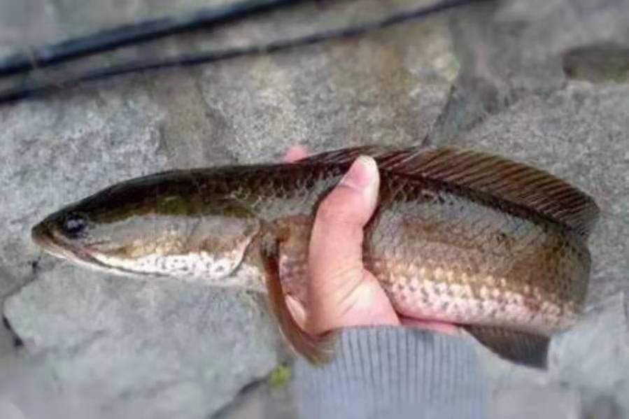黑鱼在水里有多凶猛,黑鱼很凶猛炸鳞