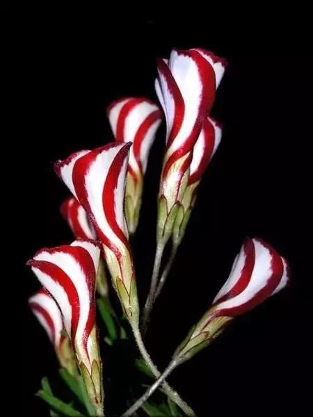 世界顶级奇花异卉,最美奇花异卉