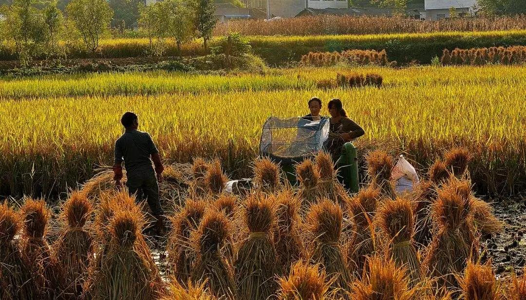 三农工作对乡村振兴的重大意义,三农工作中乡村振兴的前提是什么