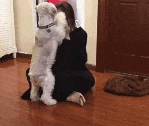 聪明又不掉毛无体味好打理的狗狗,狗狗从小怎样训练让它更聪明