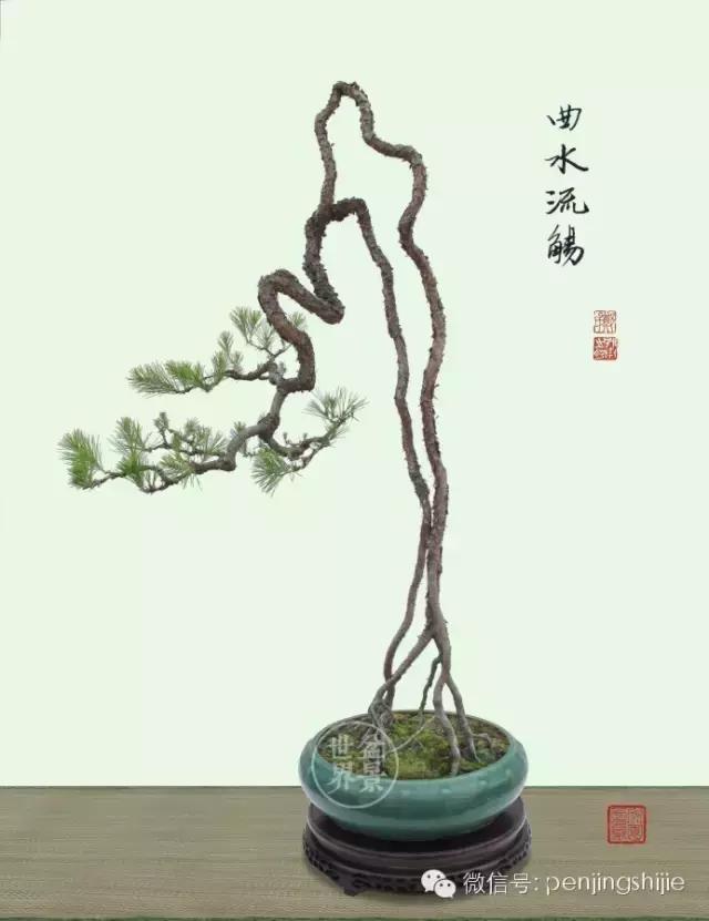 根艺盆景大全欣赏,文人根艺盆景精品大全图