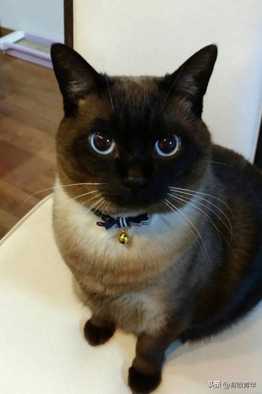 橘猫为什么是魔鬼,橘猫的恐怖之处