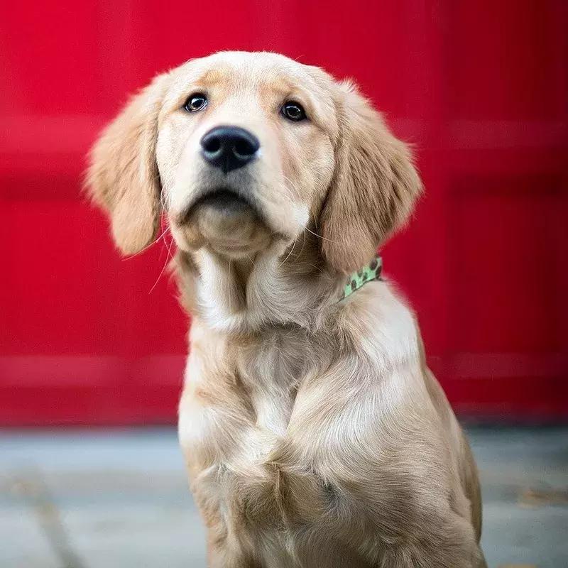 狗狗身上起红疹子是怎么回事,狗狗身上起红疹又脱毛