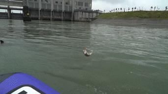 路亚新手最适合钓的鱼,路亚老司机