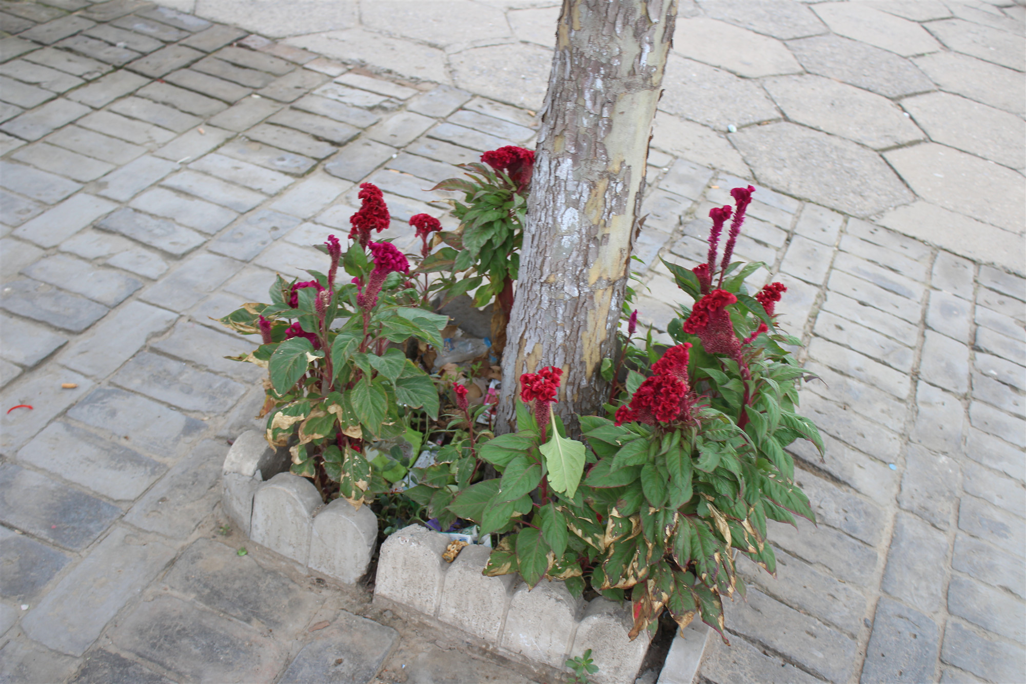 中药科普之车前子,中药科普之委陵菜与翻白草