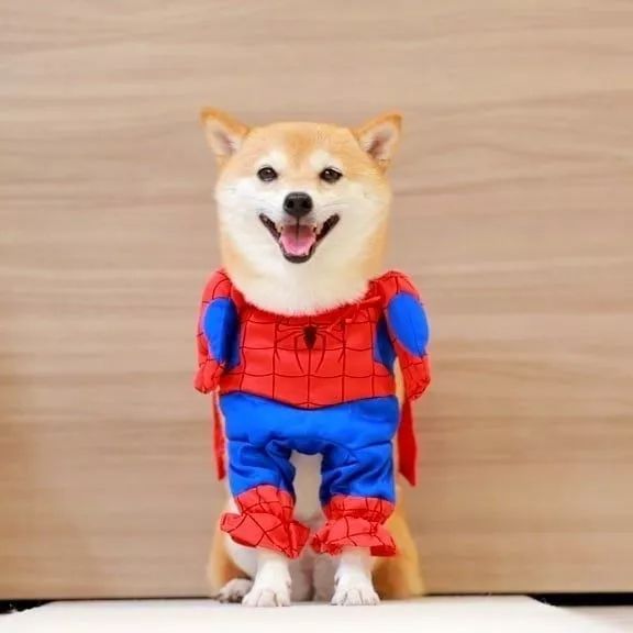 比人还会拍照的狗，简直萌炸朋友圈了