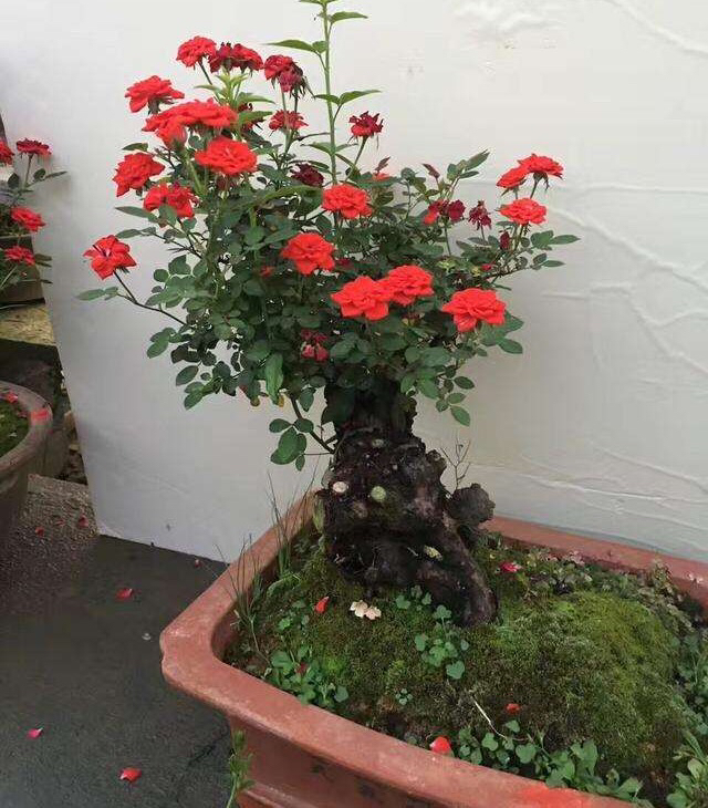 玫瑰老桩怎么养才花繁叶茂,老桩玫瑰长芽后怎么养