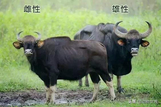 世界上体型最大的牛是什么,世界上体型最大的牛种