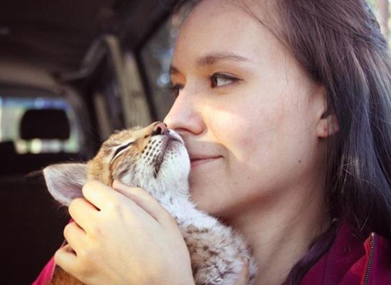 想养猫又怕被猫抓,俄罗斯养猞猁
