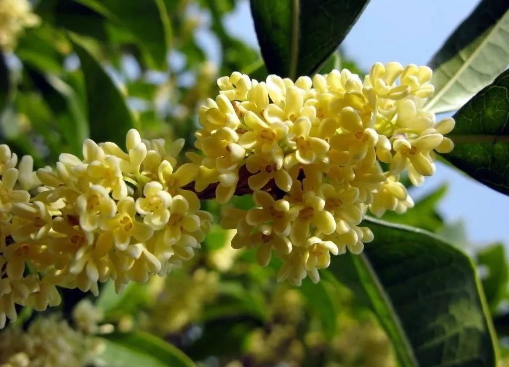 庭院辟邪的十种植物,庭院墙头守护神