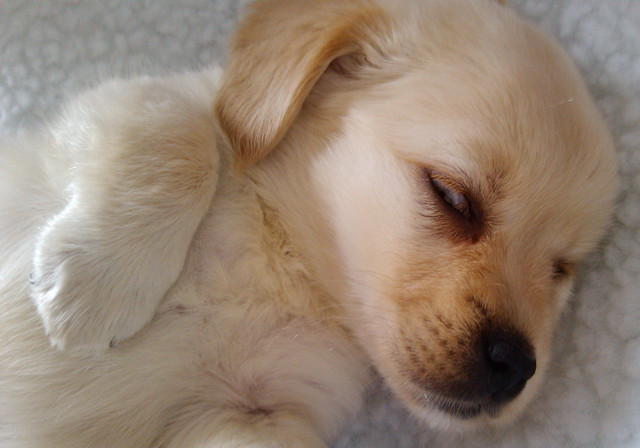 狗狗身上的臭味该如何预防，以及臭味疾病的治疗，主人应该多了解