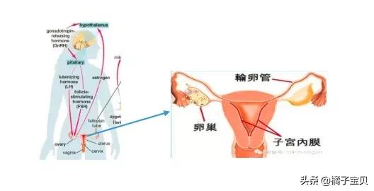 卵巢功能极差怎么备孕,卵巢功能不好备孕小技巧
