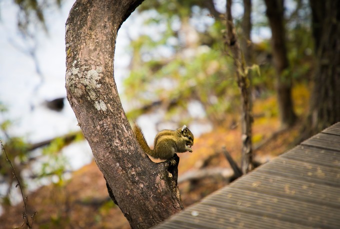 消失的地平线上的“香巴拉”和“女儿国”（二）