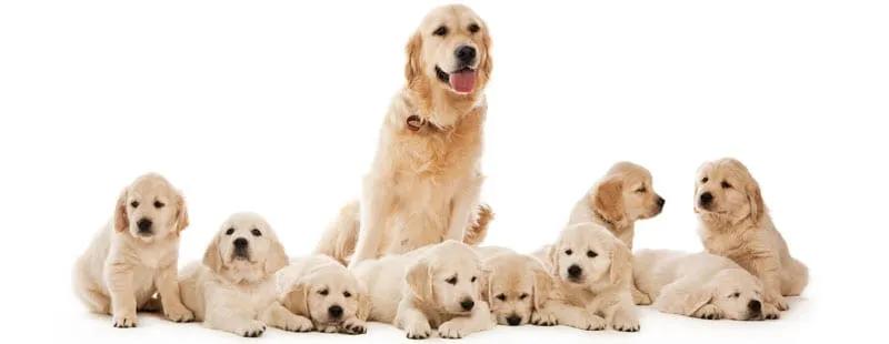 狗狗生产前后怎样护理,狗狗尿道改道后主人回家怎么护理