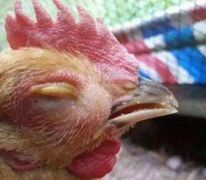 鸡头肿胀是什么病,鸡头肿大眼瞎怎么回事