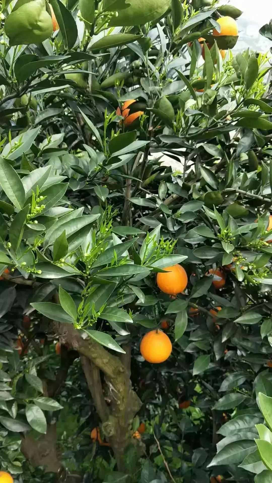 湖北秭归脐橙跟江西甜橙哪个好吃,秭归伦晚脐橙新鲜甜橙9斤