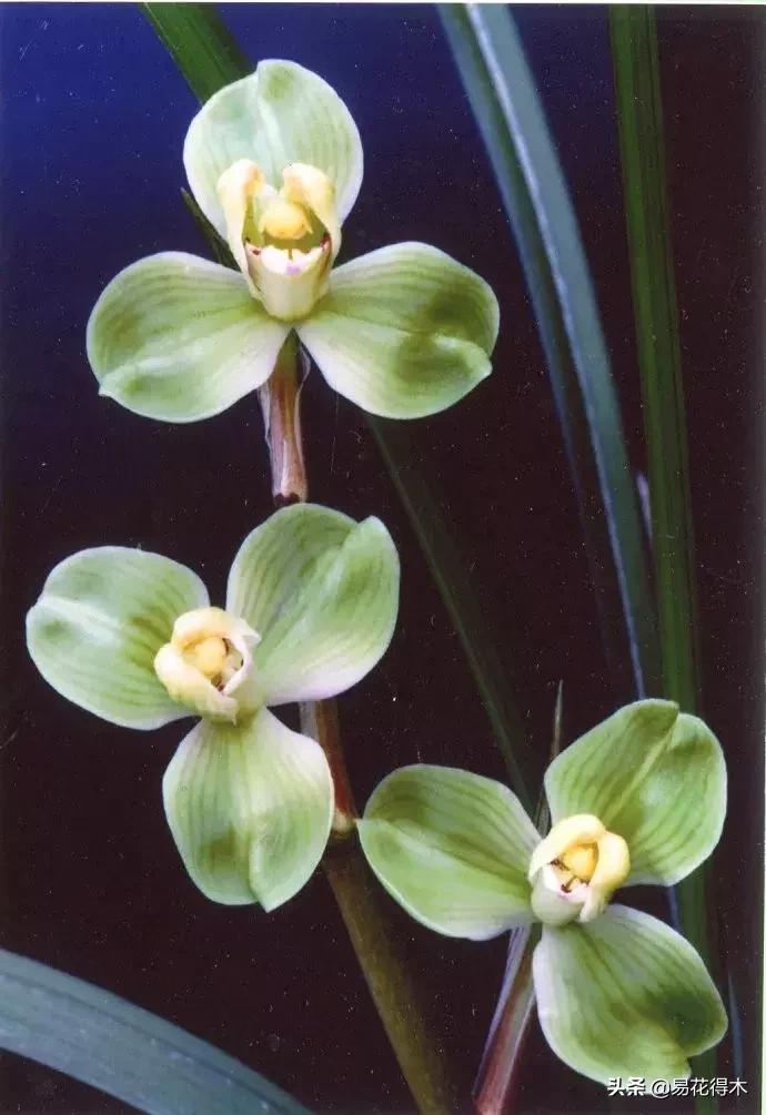 莲瓣兰的花和春剑的花有什么区别,春剑春兰莲瓣兰豆瓣兰怎么区分