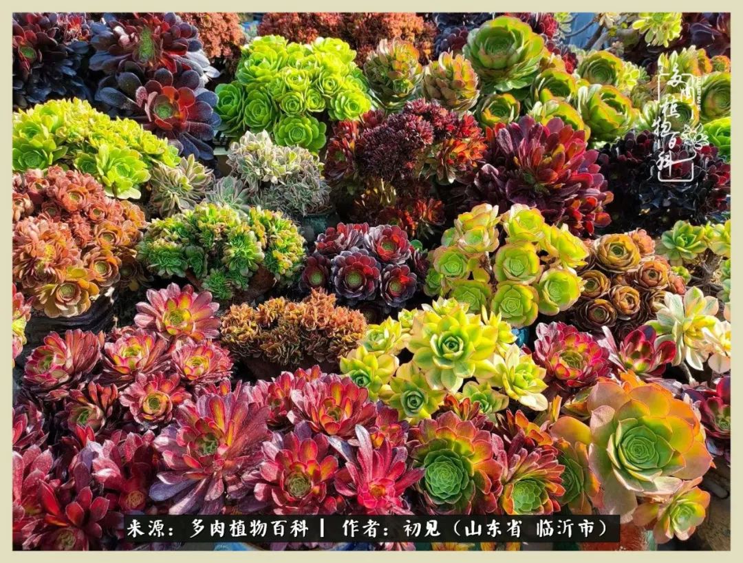 和多肉植物相伴,和多肉相处的心情