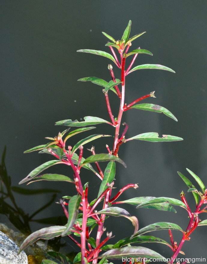 中药材水丁香,水丁香草药有什么功效