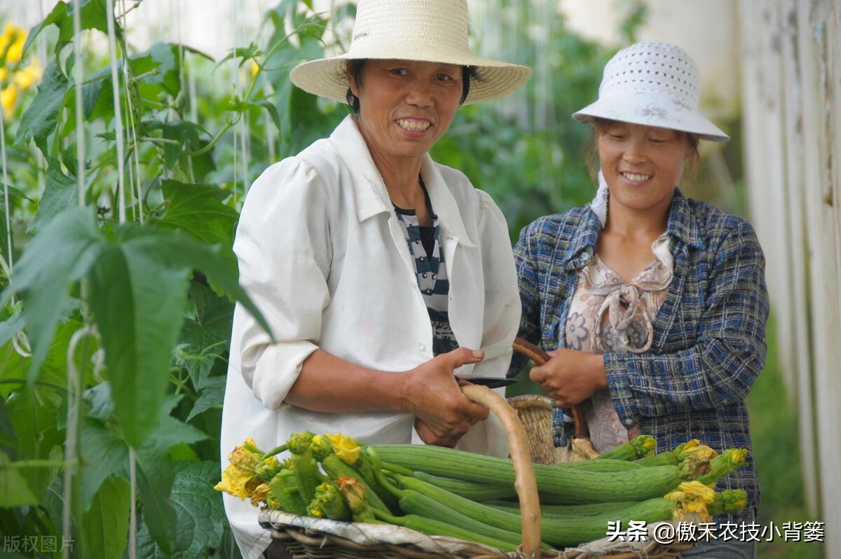 丝瓜弯曲的解决方法,黄瓜出现弯瓜该怎么处理视频