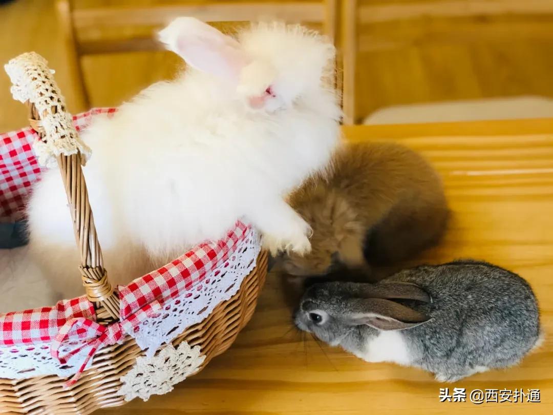 西安撸兔店,西安撸兔体验馆团购