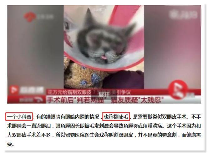 铲屎官请注意什么,铲屎官睫毛