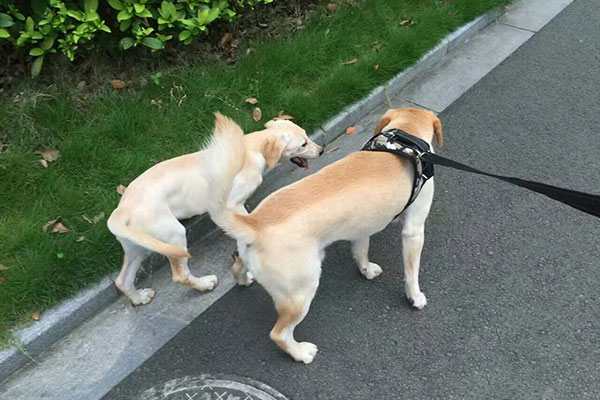 狗狗新到一个环境走丢了,狗狗走丢该怎么寻找它