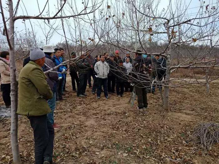 苹果树春季剪枝正确方法,苹果树开花后还能剪枝吗