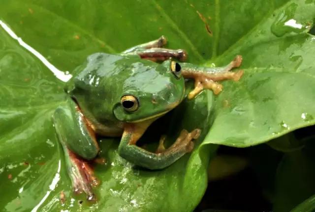 海南代表性动物,海南特有的珍稀动物
