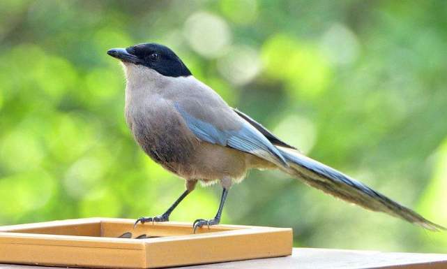 鸟类防御,鸟类保护措施