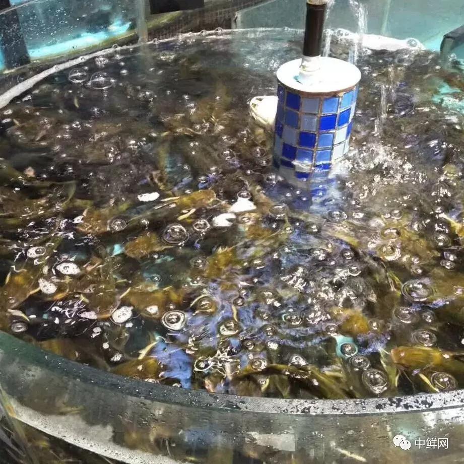 中秋营销水产篇，如何稳中求胜创佳绩？