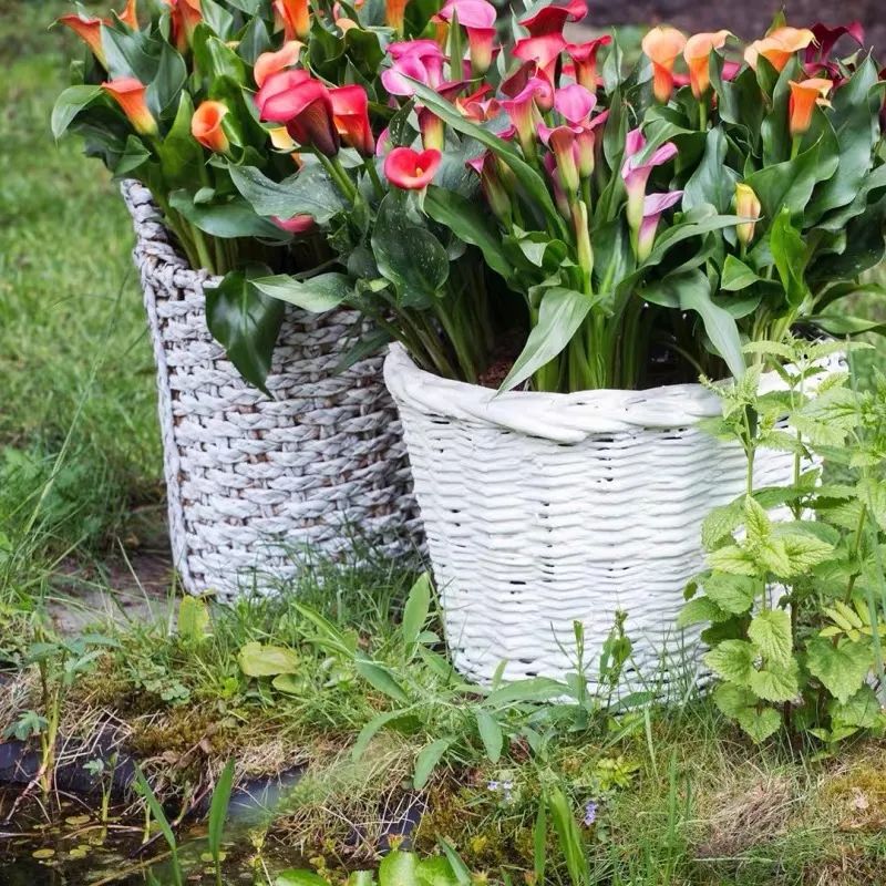 夏季怎样养好马蹄莲花盆栽,蓝色马蹄莲盆栽怎么养好看