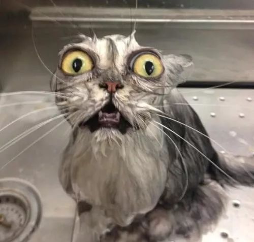 冬天给猫咪洗澡需要注意什么,鸽子冬天洗澡需要注意什么