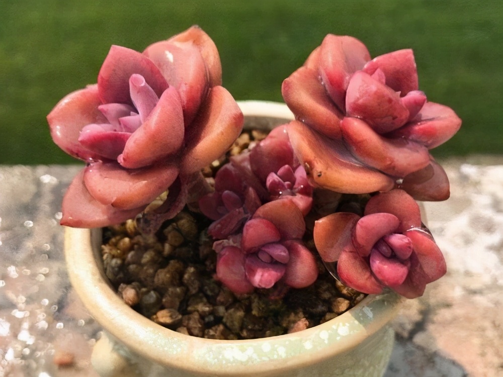 紫乐多头群生云南露养多肉植物 (多肉彩虹糖紫乐鉴定)