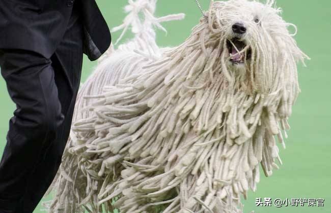 拖把狗是什么样子的,真正的拖把狗图片