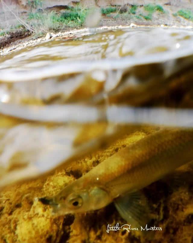 马口鱼用什么钓最好,钓友们钓过最大的翘嘴